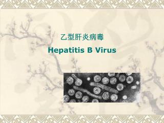 乙型肝炎病毒 Hepatitis B Virus