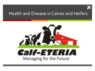 Health and Disease in Calves and Heifers