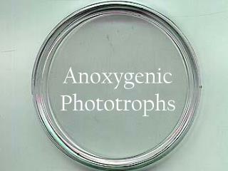 Anoxygenic Phototrophs