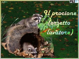 Il procione è detto anche orsetto lavatore per la sua abitudine di lavare i cibi e strofinarli poi nell’erba prima d