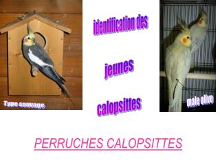 PERRUCHES CALOPSITTES