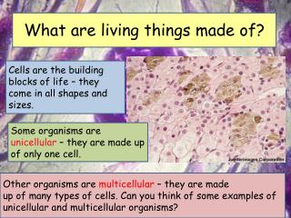 What are living things made of?