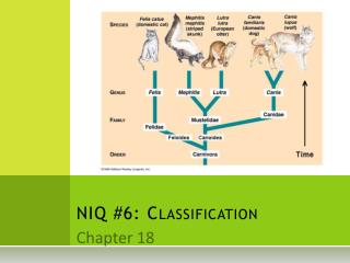 NIQ #6: Classification