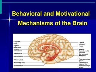 Behavioral and Motivational Mechanisms of the Brain
