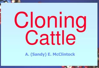 Cloning Cattle
