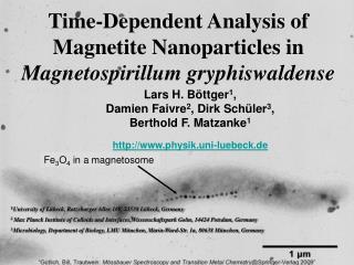 Time-Dependent Analysis of Magnetite Nanoparticles in Magnetospirillum gryphiswaldense