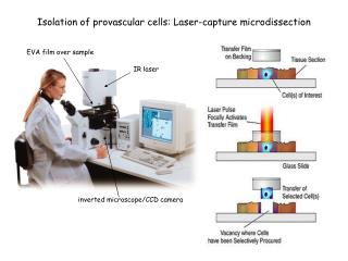 Isolation of provascular cells: Laser-capture microdissection