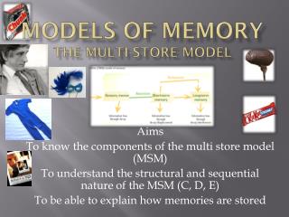 Models of Memory The Multi-store Model