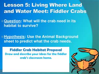 Lesson 5: Living Where Land and Water Meet: Fiddler Crabs
