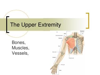 The Upper Extremity