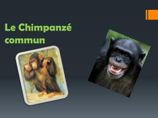 Le Chimpanzé commun
