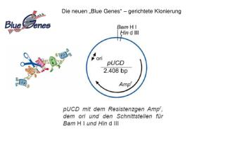 Die neuen „Blue Genes“ – gerichtete Klonierung