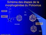 Sch ma des tapes de la morphog n se du Poliovirus