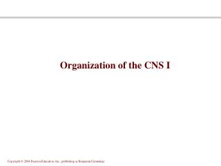 Organization of the CNS I