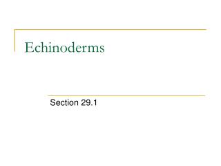 Echinoderms