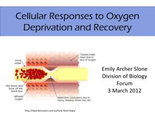 Cellular Responses to Oxygen Deprivation and Recovery