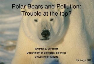 Polar Bears and Pollution: Trouble at the top?