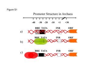 Promoter Structure in Archaea