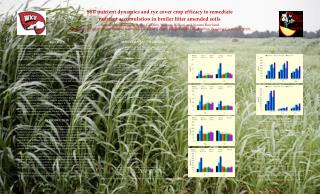 Soil nutrient dynamics and rye cover crop efficacy to remediate