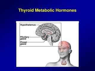 Thyroid Metabolic Hormones