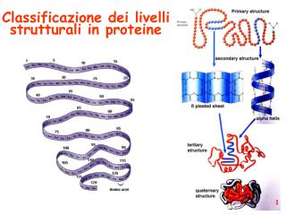Classificazione dei livelli strutturali in proteine