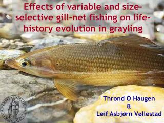 Effects of variable and size-selective gill-net fishing on life-history evolution in grayling