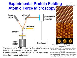 Experimental Protein Folding Atomic Force Microscopy