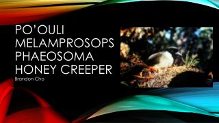 Po’ouli Melamprosops Phaeosoma Honey Creeper