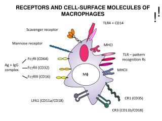 RECEPTORS AND CELL - SURFACE MOLECULES OF MACROPHAGES