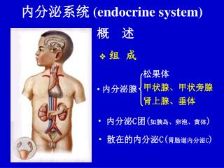 内分泌系统 (endocrine system)