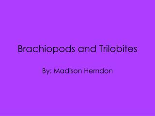 Brachiopods and Trilobites