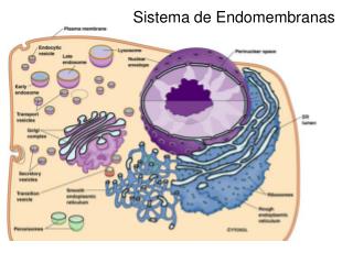 Sistema de Endomembranas