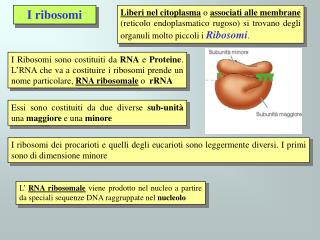 I ribosomi
