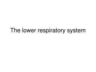 The lower respiratory system