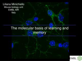 Liliana Minichiello Mouse biology unit EMBL-MR Italy