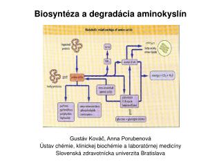 Biosyntéza a degradácia aminokyslín