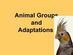 Animal Groups and Adaptations