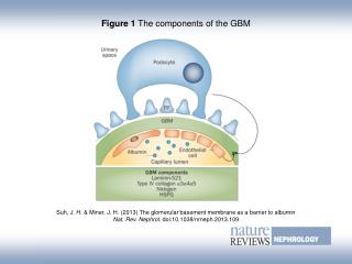 Figure 1 The components of the GBM