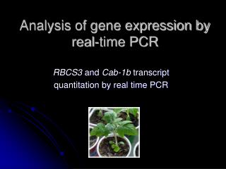 Analysis of gene expression by real-time PCR