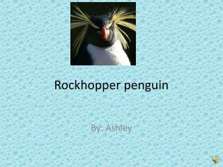 Rockhopper penguin