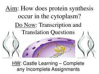 Aim : How does protein synthesis occur in the cytoplasm?