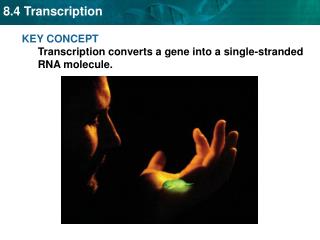KEY CONCEPT Transcription converts a gene into a single-stranded RNA molecule.