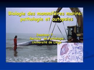 Biologie des mammifères marins: pathologie et autopsies Jauniaux T., Service de Pathologie