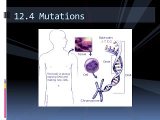 12.4 Mutations