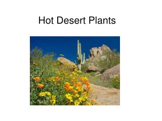 Hot Desert Plants