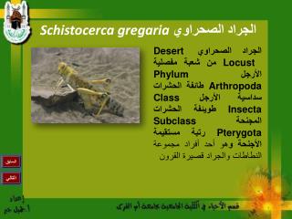 الجراد الصحراوي Schistocerca gregaria