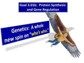Goal 3.01b: Protein Synthesis and Gene Regulation