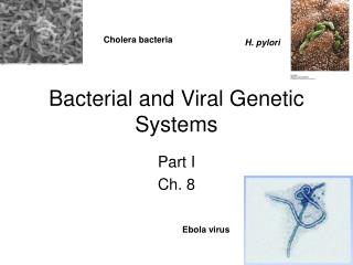 Bacterial and Viral Genetic Systems