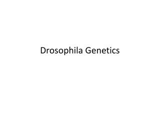 Drosophila Genetics