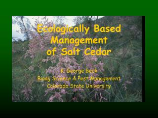 Ecologically Based Management of Salt Cedar